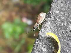 Mimographus