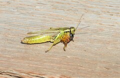 Melanoplus bivittatus
