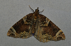 Eulithis xylina