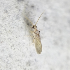 Coniopterygidae