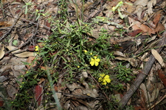 Hibbertia linearis