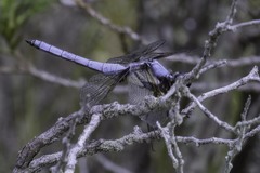 Libellula flavida