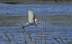 Ardea alba