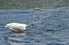 Ardea alba