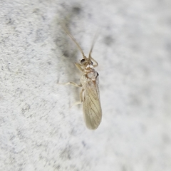Coniopterygidae
