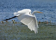 Ardea alba