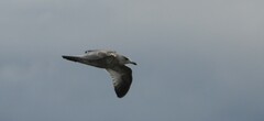 Larus delawarensis