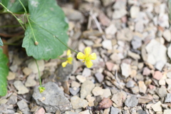 Ranunculus peruvianus