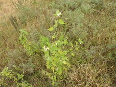 Solanum pilcomayense