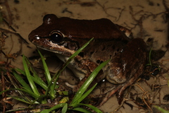 Leptodactylus
