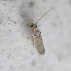Coniopterygidae