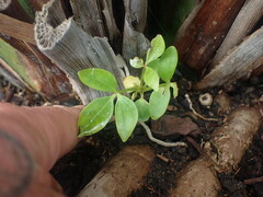 Heptapleurum arboricola