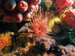 Pterois antennata