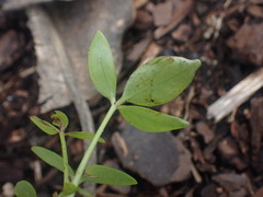 Heptapleurum arboricola