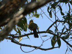 Oriolus flavocinctus