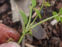 Heptapleurum arboricola