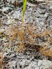 Eleocharis microcarpa