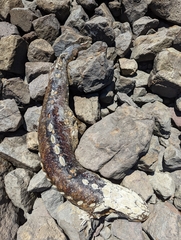 Acipenser transmontanus