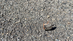 Polyphylla decemlineata