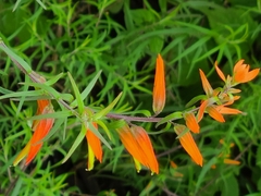 Castilleja integrifolia