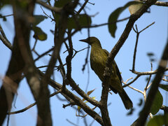 Oriolus flavocinctus