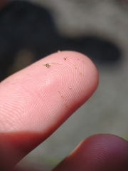 Eleocharis microcarpa