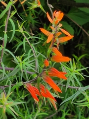 Castilleja integrifolia