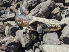 Acipenser transmontanus