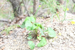Ranunculus peruvianus