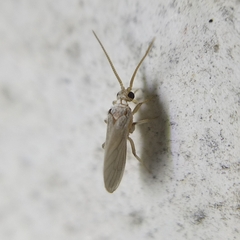 Coniopterygidae