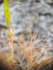Eleocharis microcarpa