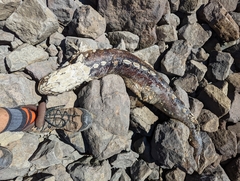 Acipenser transmontanus