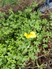 Oxalis pes-caprae