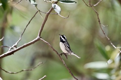 Setophaga nigrescens