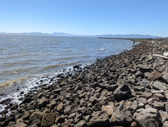 Acipenser transmontanus