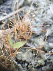 Eleocharis microcarpa