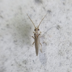 Coniopterygidae