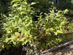 Vaccinium myrtilloides