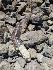 Acipenser transmontanus