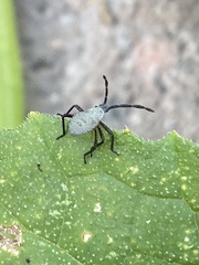 Anasa