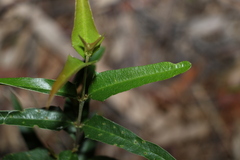 Podolobium ilicifolium