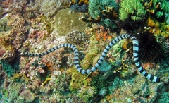 Laticauda colubrina