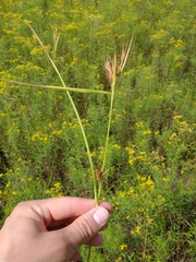 Rhynchospora macrostachya