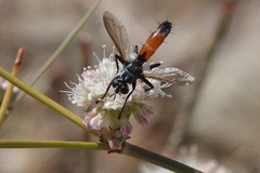 Cylindromyia intermedia