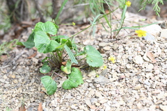 Ranunculus peruvianus
