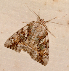 Catocala cerogama