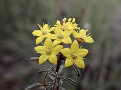 Phebalium bullatum