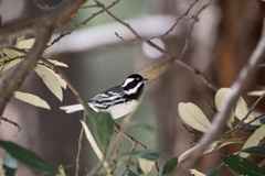 Setophaga nigrescens