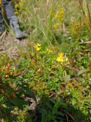 Hypericum adpressum