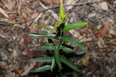 Podolobium ilicifolium